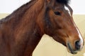 Beautiful head of brown horse