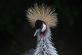 Beautiful Head of a Crone Crane