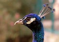 Beautiful head of peacock Royalty Free Stock Photo