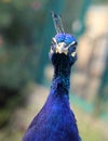 Beautiful head of peacock Royalty Free Stock Photo