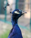 Beautiful head of peacock Royalty Free Stock Photo