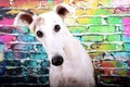 A beautiful head portrait from a galgo in front of a colorful brick wall