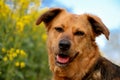 a beautiful head portrait from a mixed shepherd dog in the rape seed field Royalty Free Stock Photo