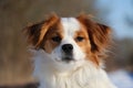 A beautiful head portrait from a small brown and white mixed dog Royalty Free Stock Photo