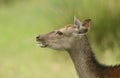 A beautiful head shot of a Sika Deer Cervus nippon feeding in a meadow at the edge of woodland. Royalty Free Stock Photo