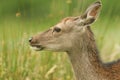 A beautiful head shot of a Sika Deer Cervus nippon feeding in a meadow at the edge of woodland. Royalty Free Stock Photo