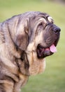 Beautiful head of spanish Mastiff Breed wtih lobato colour on the grass