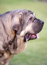 Beautiful head of spanish Mastiff Breed wtih lobato colour on the grass