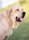 Beautiful  head of spanish Mastiff Breed wtih yellow colour on the grass Royalty Free Stock Photo