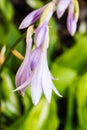 Beautiful head of violet flower