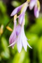 Beautiful head of violet flower