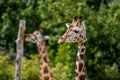 beautiful headshot of a giraffe in front of a green background