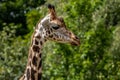 beautiful headshot of a giraffe in front of a green background