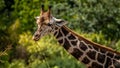 beautiful headshot of a giraffe in front of a green background