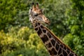 Beautiful headshot of a giraffe in front of a green background