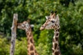 Beautiful headshot of a giraffe in front of a green background