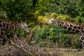 Beautiful headshot of a giraffe in front of a green background