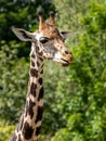 Beautiful headshot of a giraffe in front of a green background