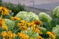 Beautiful healing calendula is a good remedy for coronavirus