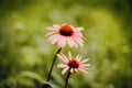 Beautiful healing echinacea flowers with pink petals bloom on long stems in the summer