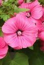 Beautiful healing flower Lavatera trimestris