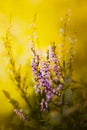 Beautiful pink heather flowers bloom in the field on a sunny summer day. Wild plants