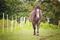 Beautiful health young horse with long hair running in paddock farm summer Royalty Free Stock Photo