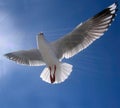 Beautiful healthy Australian white Seagull, Silver Gull, flying