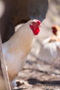 Beautiful healthy cockerel walking on the ground. Concept bird farm.