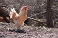 Beautiful healthy cockerel walking on the ground. Concept bird farm.