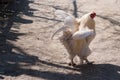 Beautiful healthy cockerel walking on the ground. Concept bird farm.