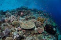 Beautiful Fish and Corals in Alor, Indonesia