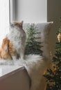 Beautiful healthy curious ginger house cat sitting on the windowsill Royalty Free Stock Photo