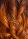 Beautiful, healthy, long, curly, red hair close up. Create curls with curling irons. Royalty Free Stock Photo