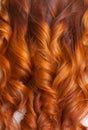 Beautiful, healthy, long, curly, red hair close up. Create curls with curling irons. Royalty Free Stock Photo