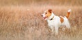 Beautiful healthy pet dog standing in the autumn meadow grass Royalty Free Stock Photo