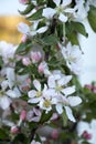 Beautiful healthy Pink Lady apple flowers