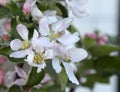 Beautiful healthy Pink Lady apple flowers