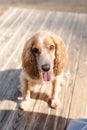 A beautiful, healthy spaniel dog stuck out her tongue Royalty Free Stock Photo