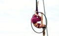 Beautiful healthy strong woman wearing sport bra, relaxing, exercise yoga fly in air, aerial hoop on outdoor rooftop in morning. Royalty Free Stock Photo