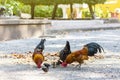 Beautiful and healthy thai Chicken flock find food on ground