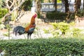 Beautiful and healthy thai standing on green bush