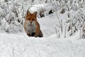 A beautiful and healthy wild Red Fox vulpes vulpes in winter