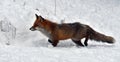 A beautiful and healthy wild Red Fox vulpes vulpes in winter