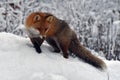 A beautiful and healthy wild Red Fox vulpes vulpes in winter