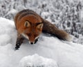 A beautiful and healthy wild Red Fox vulpes vulpes in winter