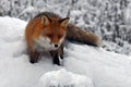 A beautiful and healthy wild Red Fox vulpes vulpes in winter