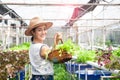 Beautiful healthy woman holding salad vegetables in hydroponics farm. Healthy lifestyle