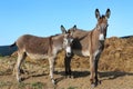 Donkey outdoors in nature under blue sky summertime