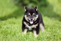 Seven weeks old shiba puppy runs in the green